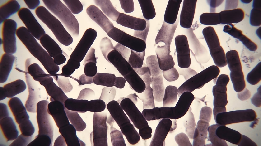 Microscopic view of rod-shaped probiotic bacteria clustered on a bright background.